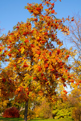 Red rowan berries on an autumn tree. Rowan branches with red leaves and berries.