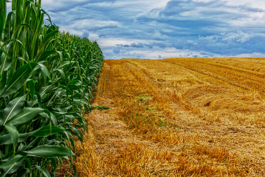 field of corn
