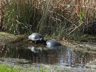 Fototapeta premium Yellow-bellied slider turtles enjoying a sunny day in the Great Dismal Swamp National Wildlife Refuge, Suffolk, Virginia.