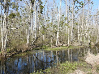 The natural beauty of the Great Dismal Swamp National Wildlife Refuge, in Suffolk, Virginia.
