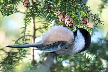 Closeup shot of a Black-capped chickadee on a spruce hemlock © Artyb/Wirestock Creators