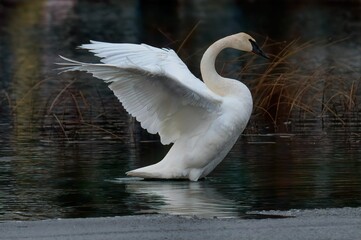 Closeup shot of a trumpeter swan flapping its wings on lake - obrazy, fototapety, plakaty