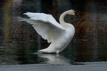 Foto op Canvas Closeup shot of a trumpeter swan flapping its wings on lake © Artyb/Wirestock Creators