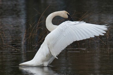 Closeup shot of a trumpeter swan with open wings on lake - obrazy, fototapety, plakaty