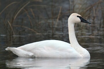 Closeup shot of a trumpeter swan on lake - obrazy, fototapety, plakaty