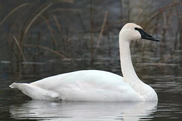 Deurstickers Closeup shot of a trumpeter swan on lake © Artyb/Wirestock Creators