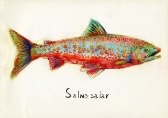 Atlantic salmon, or lake salmon, or salmon.