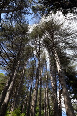 Looking up through the Canopy of Trees.