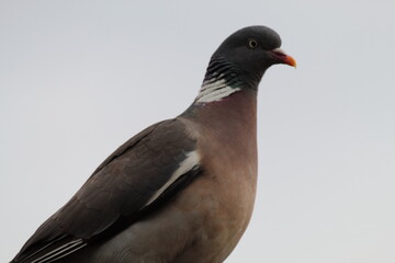 Pigeons sitting high on the roof of a property during a sunny and hot summer afternoon