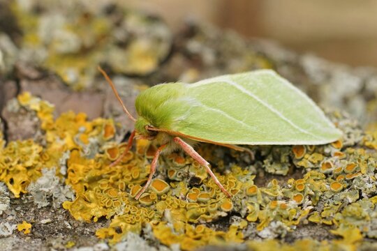 Closeup on the colorful  green silver-lines moth, Pseudoips pras