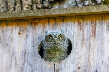 Closeup shot of a small screech owl looking out of the nest box