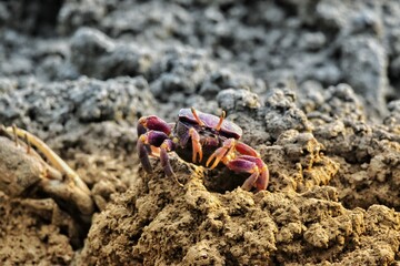 Closeup shot of a fiddler crab