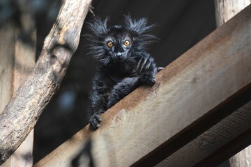 Cute black lemur (Eulemur macaco) looking at the camera © Unknown Unknown1351/Wirestock Creators