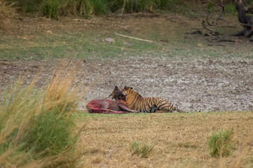 A Royal Bengal Tiger hunting a sambar dear in Ranthambore National Park in Rajasthan, India. 