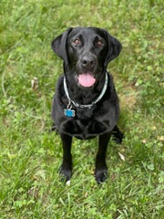 black labrador retriever