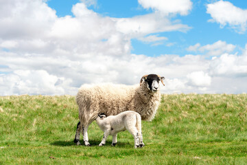 The grazing sheep and  lamb on the meadow in Peak District against the blue sky