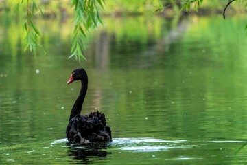 Majestic black swan swimming peacefully in a bright green lake on a sunny day in the countryside
