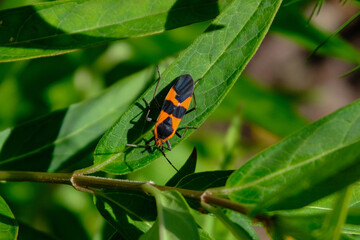 Milkweed bug