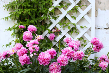 pink peonies grows outdoors. perennial flowers.