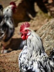 rooster in a farm