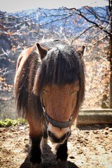 horse eating hay - obrazy, fototapety, plakaty