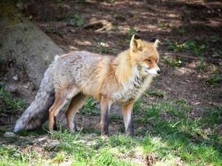 Zorro en parque natural de Barcelona 