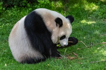 Young giant panda eating bamboo