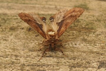 Frontal close up on the coxcomb prominent moth, Ptilodon capucina with open wings ready to departure
