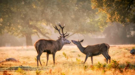 Gordijnen Prachtig uitzicht op twee herten in het veld op een zonnige dag © Phil Whiting/Wirestock Creators