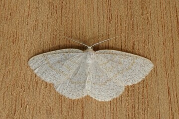 Closeup on the common wave moth, Cabera exanthemata,
