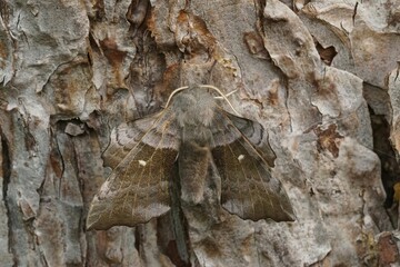 Closeup on the large Laothoe populi, the poplar hawk-moth, sitting with open wings on a bark