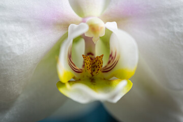 Beautiful White orchid flower in bloom with yellow pistils close up still on a bright blue background