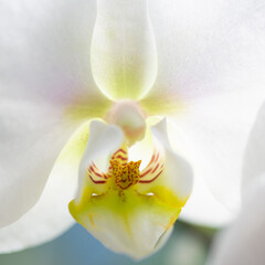 Beautiful White orchid flower in bloom with yellow pistils close up still on a bright blue background
