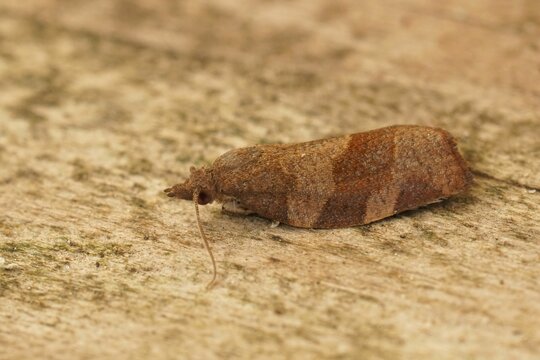 Apfelwickler Bilder Durchsuchen 451 Archivfotos, und