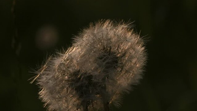 Fluffy dandelions. Creative.Small flowers illuminated in the sun standing in front of green young grass.