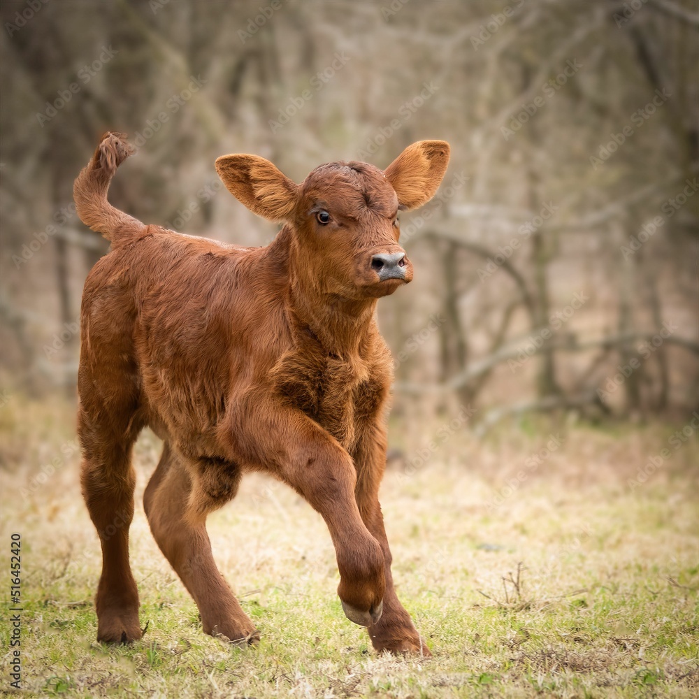 Sticker closeup of an adorable red calf running in the field