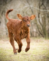Closeup of an adorable red calf running in the field