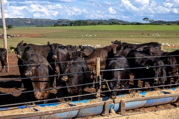 aberdeen angus cattle in confinement