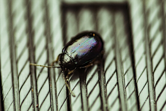 A selective focus macro shot of a beetle in the garden, the focus was intentionally focused on the face and body of the insect, intentionally blurring out of the rest of the bug
