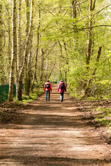 walk along the forest path in the spring