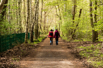 Obraz premium walk along the forest path in the spring