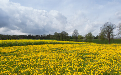 Rapeseed field yellow flowers and blue sky