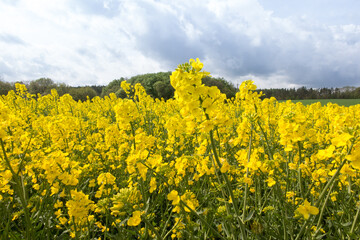Obraz premium Rapeseed field yellow flowers and blue sky