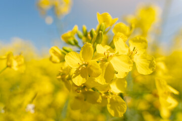 rapeseed flower on a rapeseed field background Space for text - obrazy, fototapety, plakaty