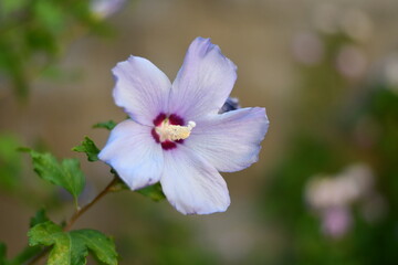 Fototapeta premium fleur d'althéa