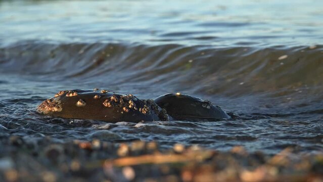 Two horse shoe crab inside water  on beach