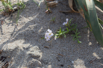 flower in the sand