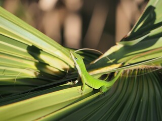 Closeup of a green cute chameleon standing on a leaf under the sunlight