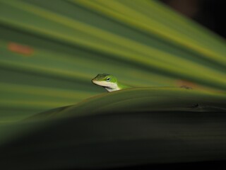 Closeup of a small green chameleon laying on a plant