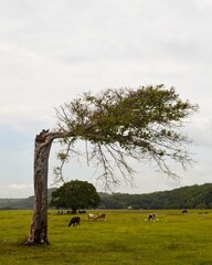 Vertical shot of single tree struck by lightning in the field with cows grazing in the background